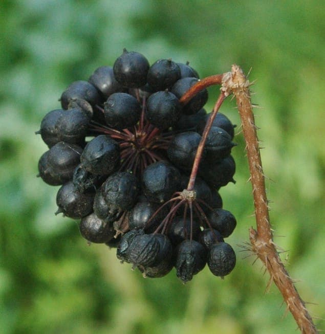 Sibirischer Ginseng Blatt und Stengel