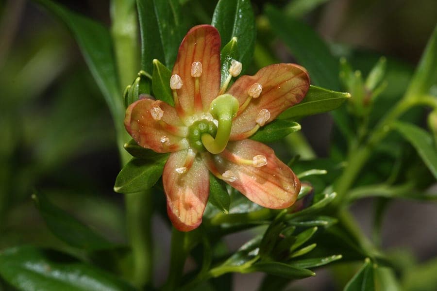 Copperbush (Elliottia pyroliflora) mit kupferfarbenen Blueten an feinen Zweigen im Waldunterholz