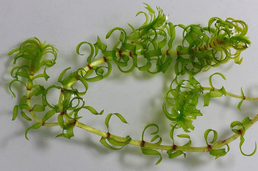 Nuttall-Wasserpest in klarem Wasser, mit dunkelgrünen, schmalen Blättern in dichten Spiralen entlang des Stängels