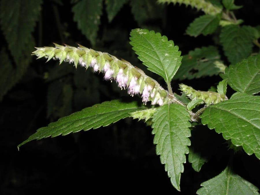 Plante menthe des murs avec feuilles