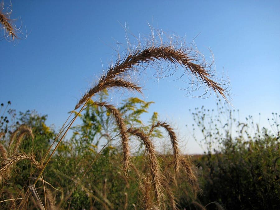 Seigle sauvage du Canada avec fibres d'herbe