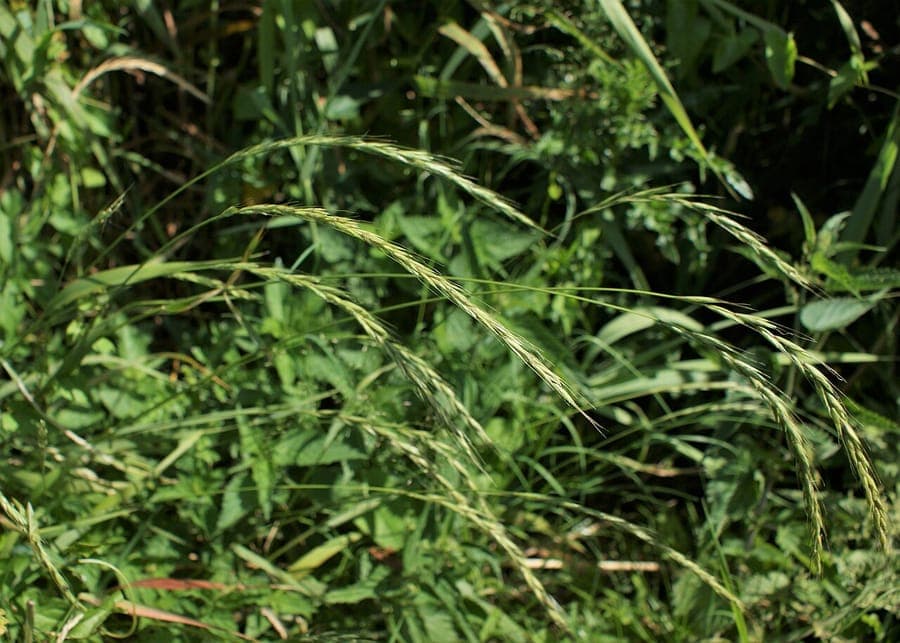 Hunds-Quecke in voller Blüte auf einer sonnigen Sommerwiese