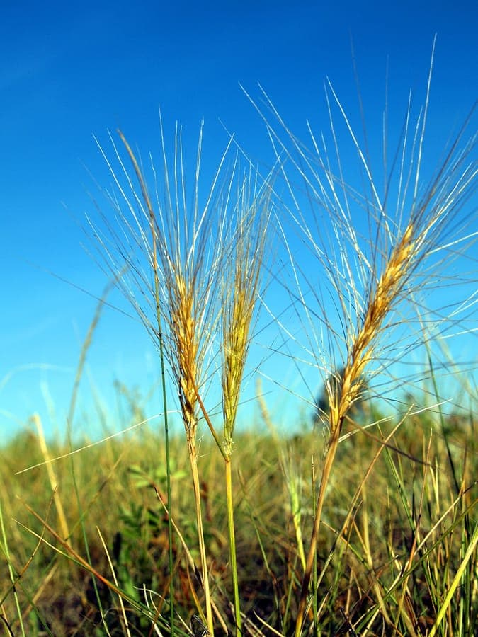 Elymus elymoides mit charakteristischen borstenartig langen Grannen in einer sonnigen trockenen Bepflanzung
