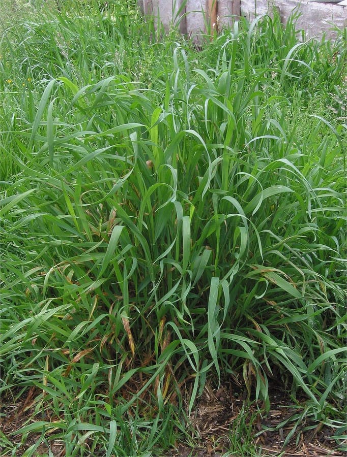 Kriech-Quecke (Elymus repens) in voller Ausbreitung auf einer sonnigen Wiese