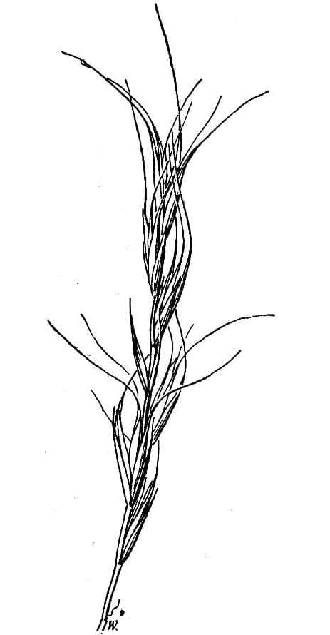 Slender wheatgrass with fine spikes in arctic environment