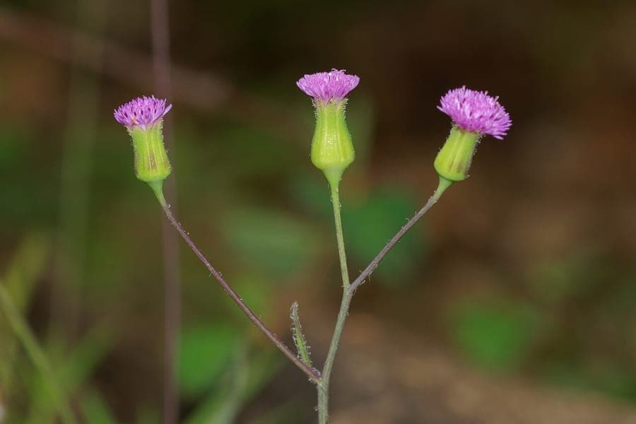 Emilia sonchifolia mit purpur-roten Bluten