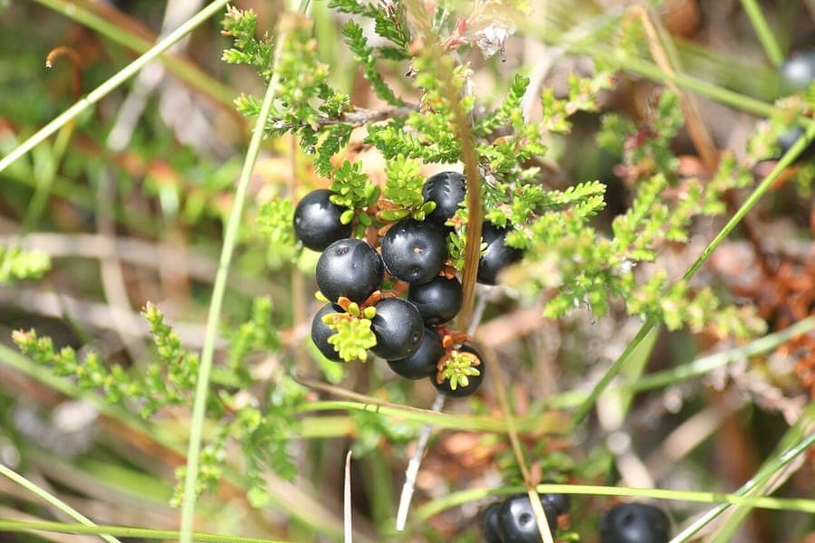 Empetrum nigrum mit feinen nadelartigen Blättern und schwarzen Beeren
