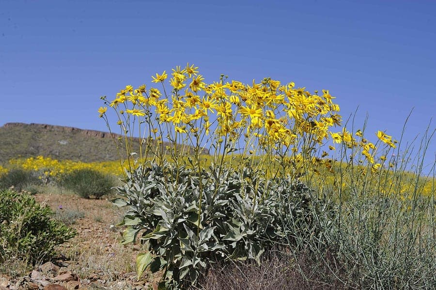Brittlebush (Encelia farinosa) displaying bright yellow flowers against silver-grey foliage