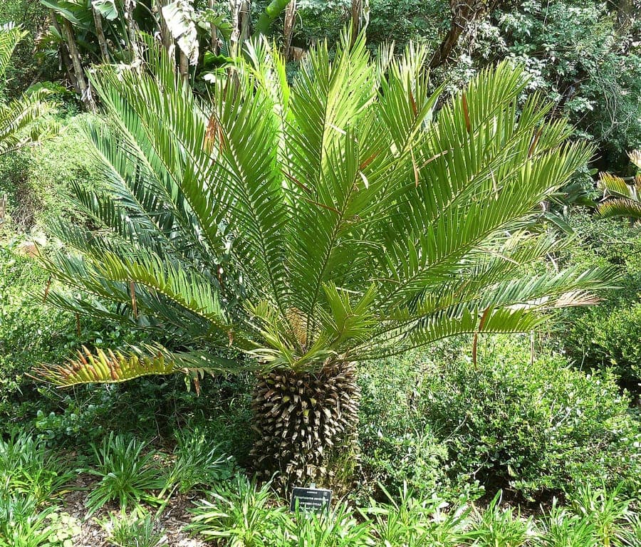 Encephalartos senticosus cycad with large feathery leaves