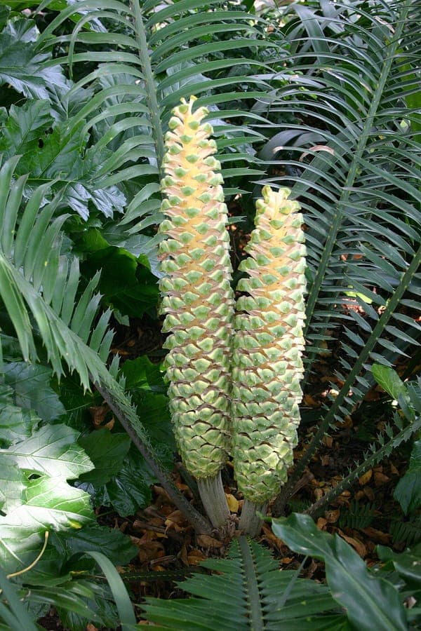 Ground cycad leaves and stem