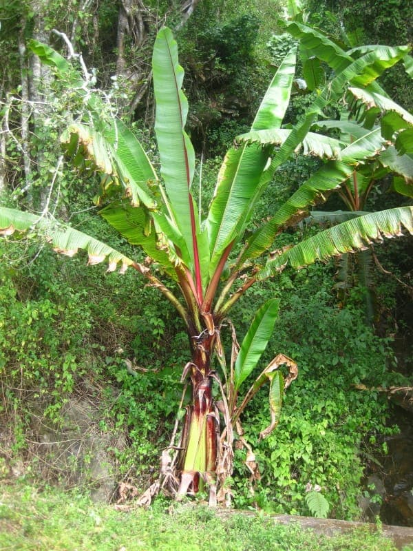 Ensete ventricosum plant met grote groene bladeren karakteristiek voor de Abyssijnse banaan