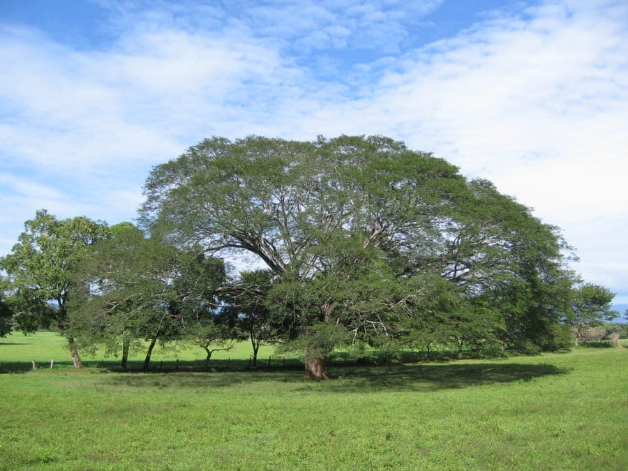 Enterolobium cyclocarpum earpod tree showing characteristic kidney-shaped pods and spreading crown
