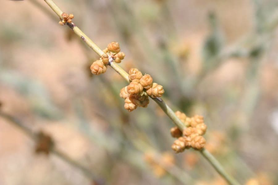 Ephedra nevadensis mit charakteristischen blaugruenen Gelenkstengeln in trockenem Wuestenhabitat