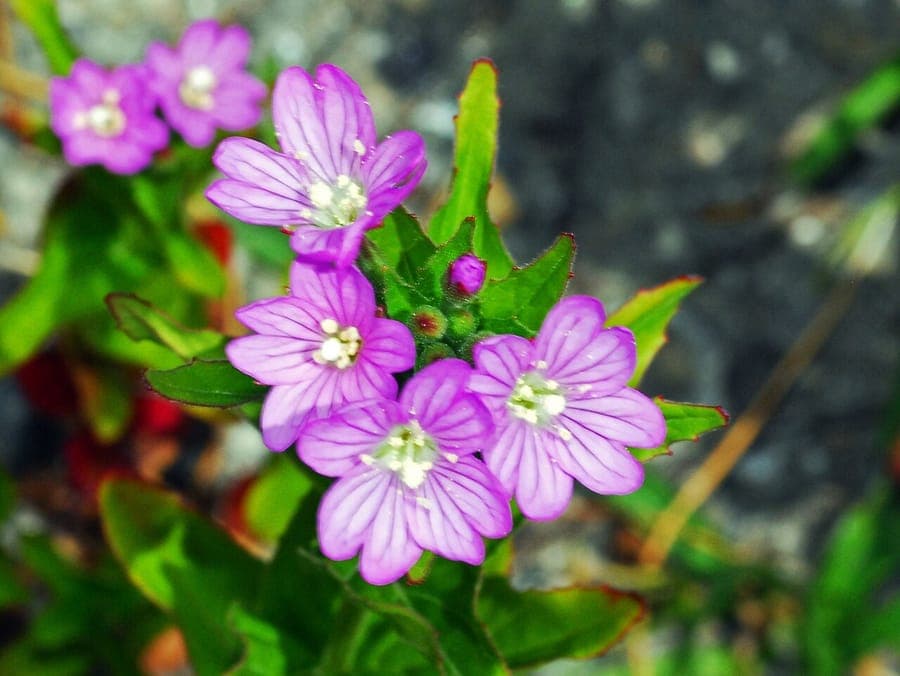 Alpines Weidenröschen mit zarten violetten Bluten