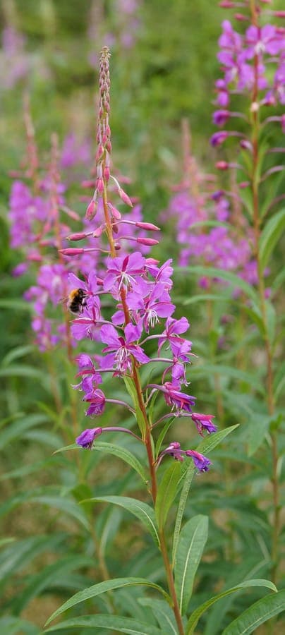 Schmalblättriges Weidenröschen mit dramatischen rosa-violetten Bluten