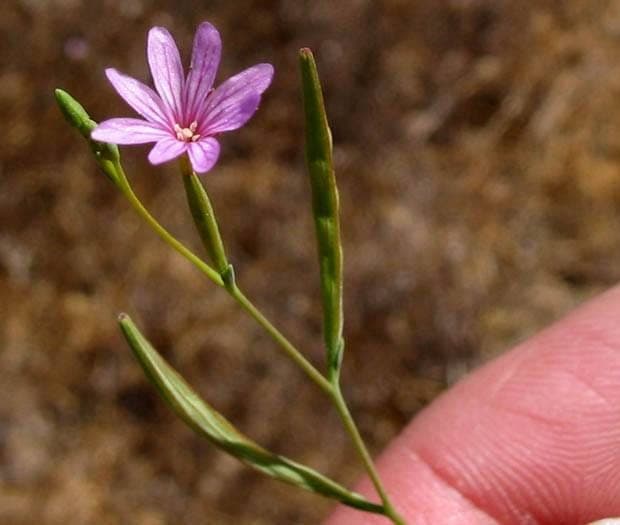 Epilobium brachycarpum rosa Blutenbundel