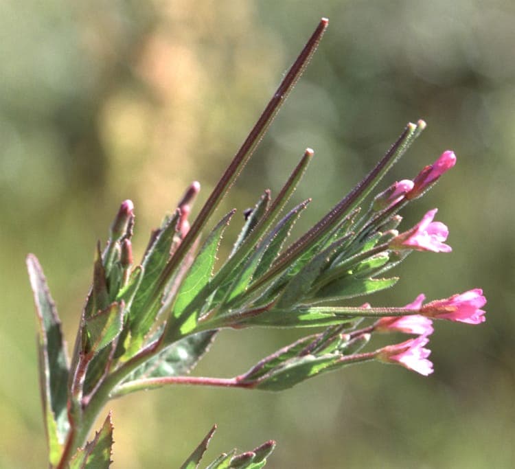 Epilobium ciliatum mit rosa Blüten und schlanken Blättern