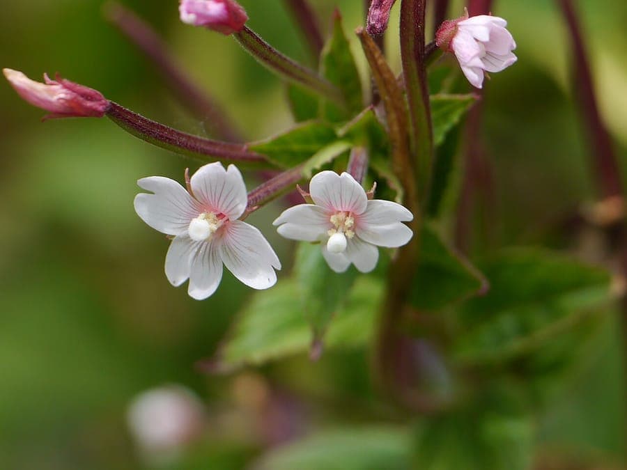 Epilobium coloratum plant with pink flowers along water's edge