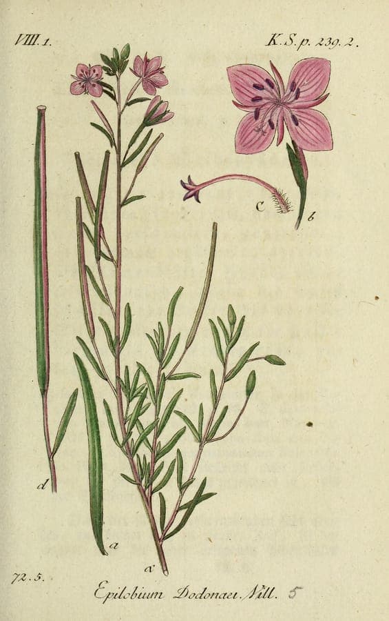 Epilobium dodonaei epilobe romarin avec fleurs pourpres et plumeuses argentees