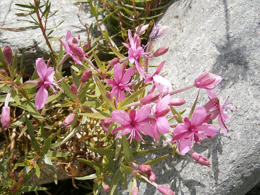 Fleischer's willowherb flower