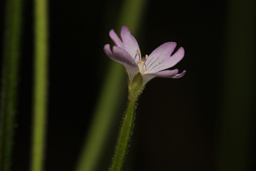 Epilobium glaberrimum - epilobe glabre avec ses fleurs pourpres