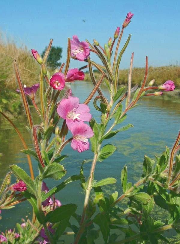 Great willowherb in full bloom by a pond, showing purple flowers and hairy stems