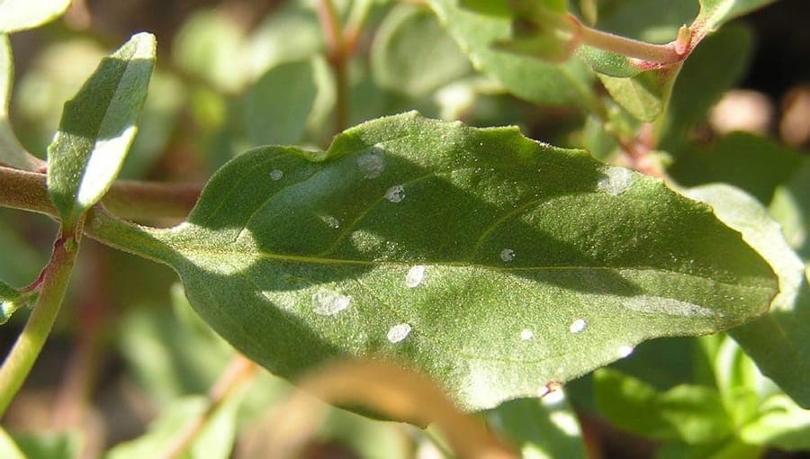 Lanzettblättriges Weidenröschen in voller Blüte, mit zarten weißen und violetten Blüten in einer feuchten Rabatte