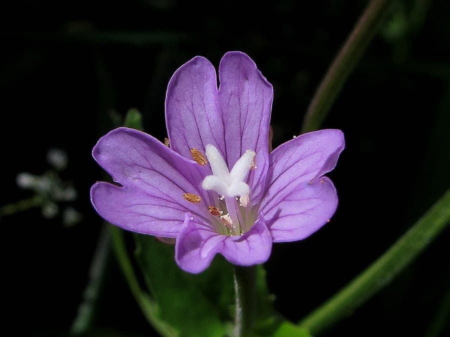 Berg-Weidenröschen in voller Blüte am Waldrand bei diffuser Lichtführung