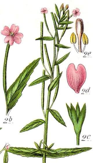 Epilobium obscurum affichant des feuilles finement serrees dans un cadre herbeux