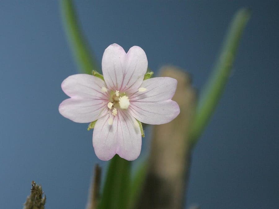 Marsh willowherb with slender stems and delicate pink-purple flowers in natural wetland habitat