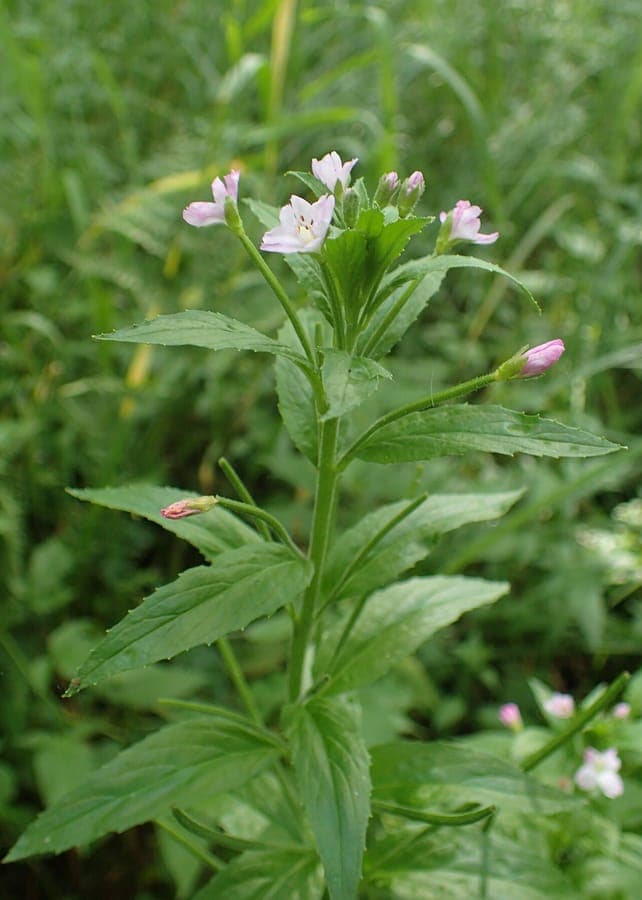 Hoary willowherb with purple flowers in a damp meadow-style garden
