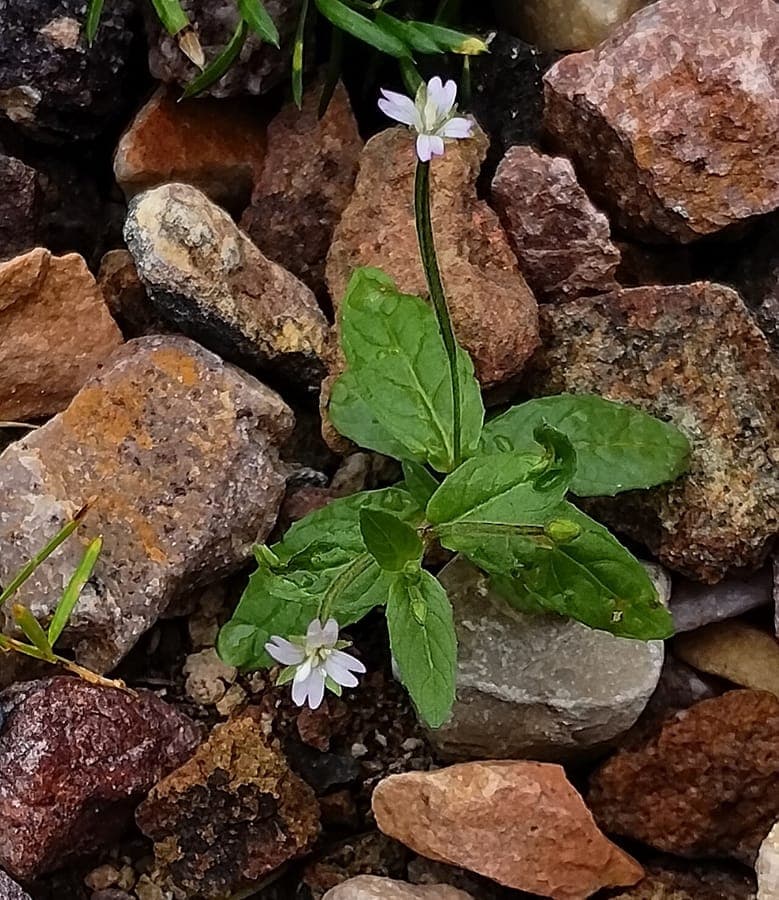 Pale willowherb displaying delicate pink-red flowers and grayish foliage in semi-aquatic setting