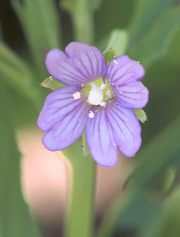 Square-stemmed willowherb blooming in a damp woodland edge with pink flowers and angular stems