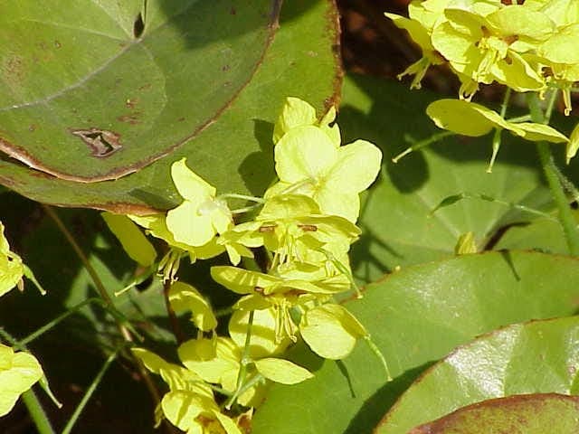 Epimedium pinnatum with feathered foliage