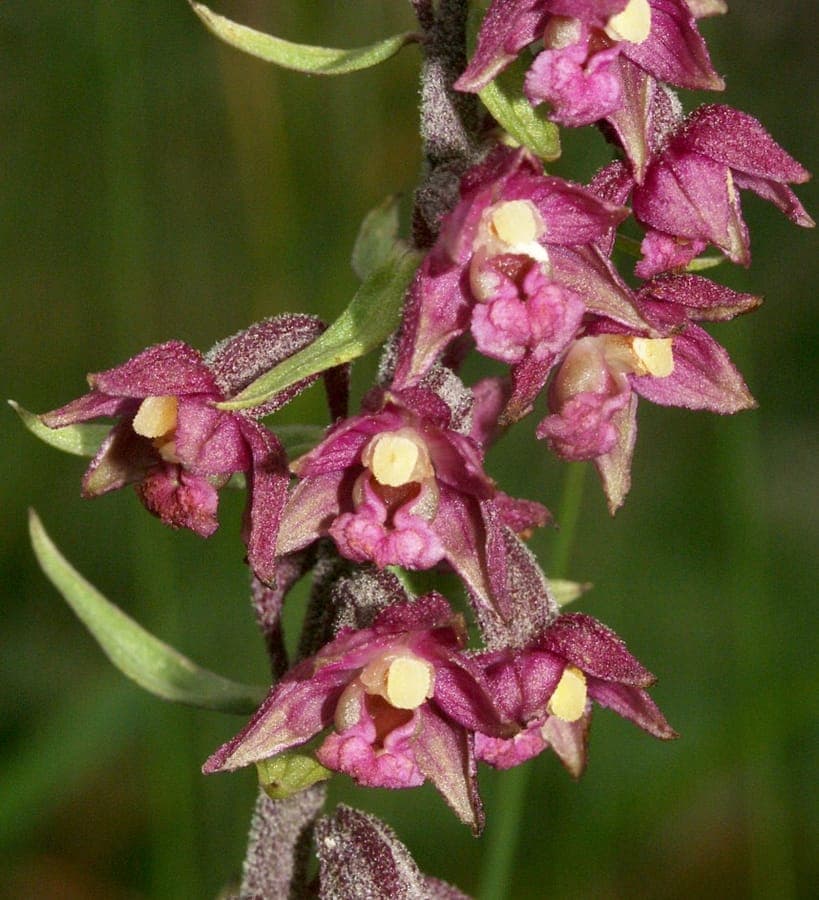 Épipactis rouge affichant des fleurs pourpre-rouge profond et feuillage herbacé sur sol forestier