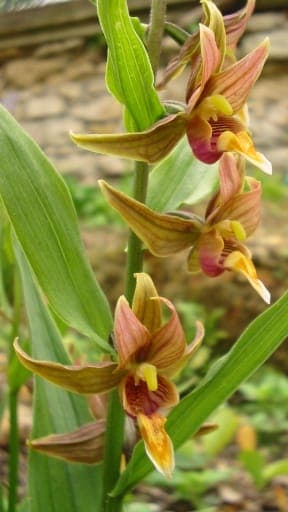Épipactis géant en fleur au bord d'un ruisseau