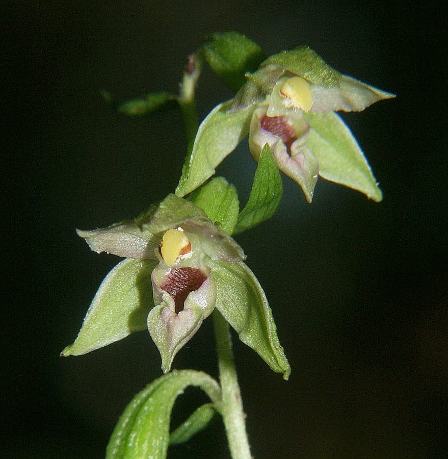 Nahaufnahme der grünen Blüten der schmallippigen Stendelwurz im schattigen Wald
