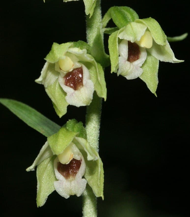 Mueller's epipactis with subtle greenish flowers