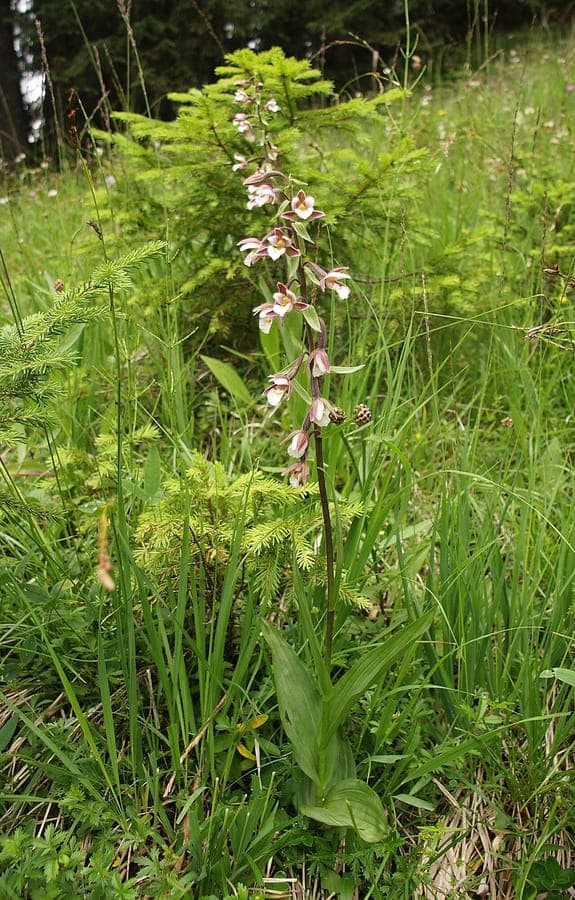 Sumpf-Stendelwurz (Epipactis palustris) in voller Blüte auf einem feuchten, halbschattigen Standort im Sommer
