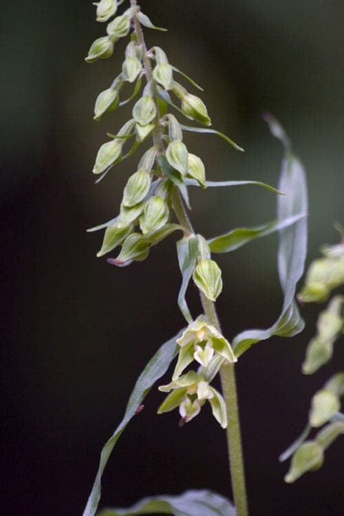 Épipactis à fleurs pendantes en sous-bois clair, avec des fleurs vertes pendantes et un feuillage fin