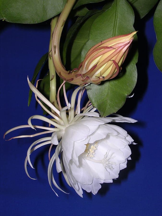 Witte bloemen van Epiphyllum oxypetalum in nachtelijke bloei