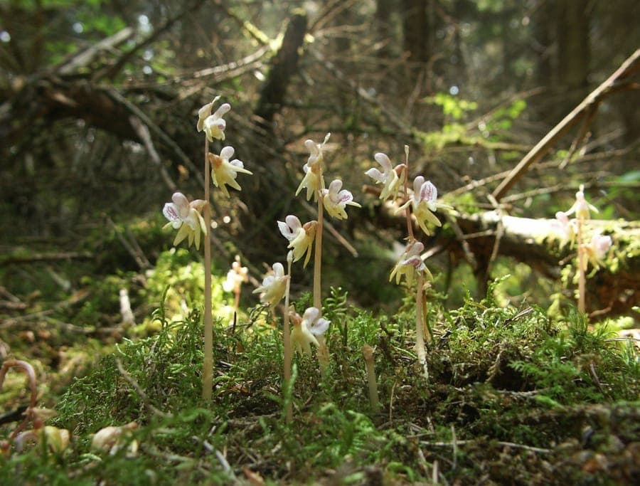 Fleurs blanches translucides de l'Épipogon sans feuilles émergeant de la litière forestière humide