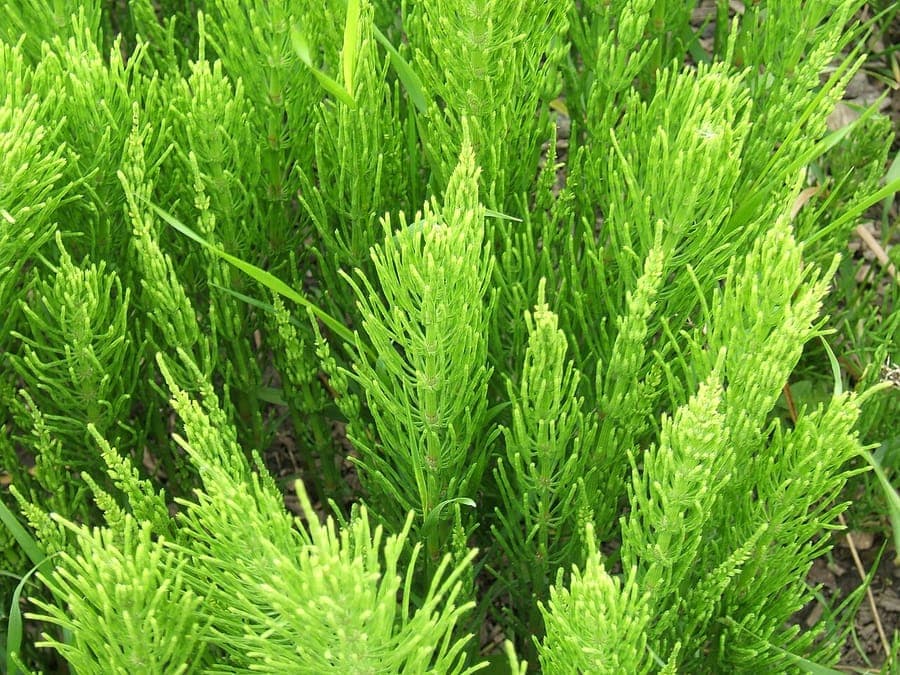 Heermoes in natuurlijke vochtige omgeving met lichtgroene stengels en kenmerkende knoppen