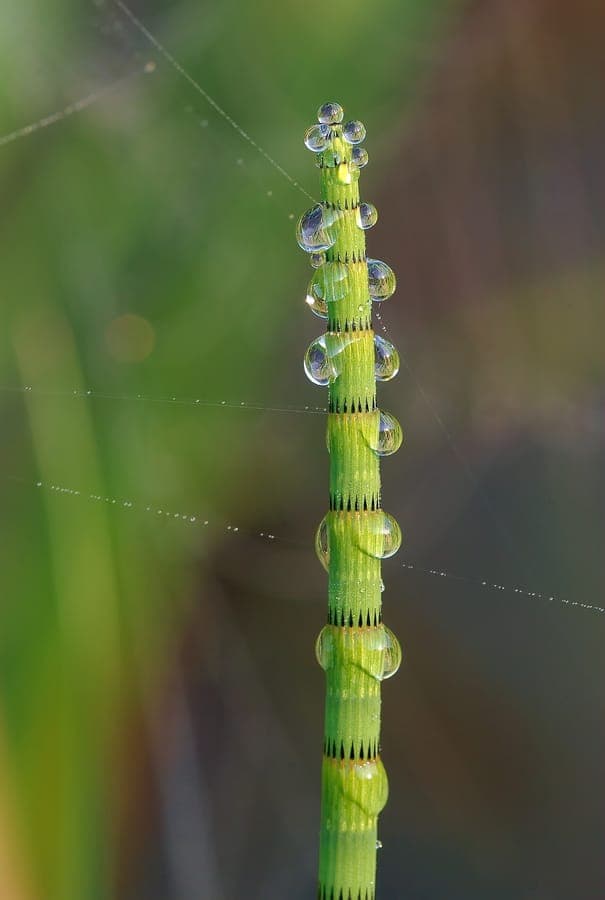 River horsetail growing along a pond edge, with tall, green, reed-like stems emerging from shallow water
