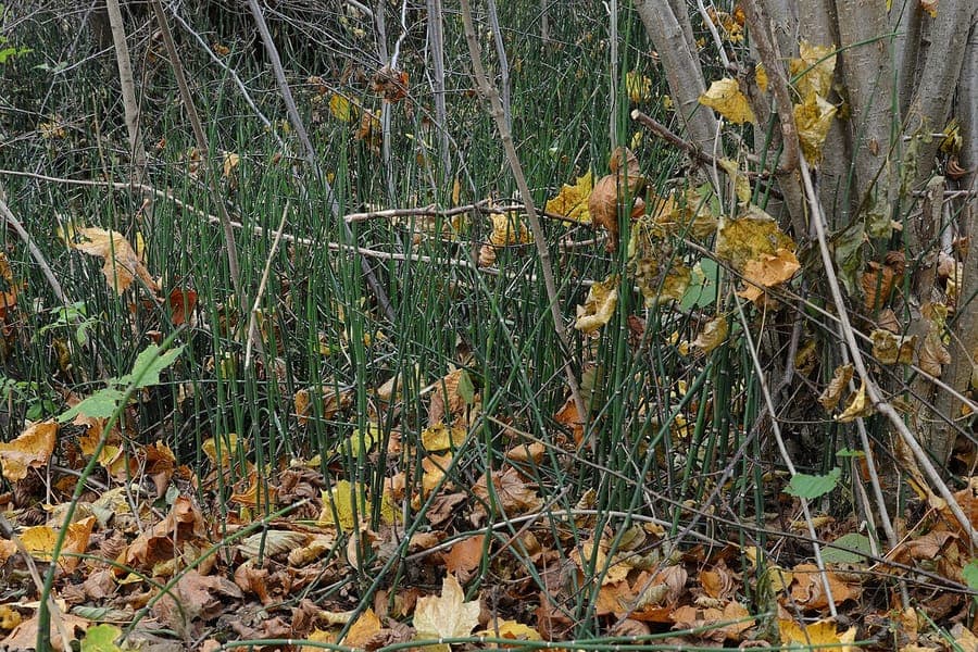 Aufrechte, dunkelgrüne Stängel des Winter-Schachtelhalms in einem feuchten Beet neben Farnen und Sauerampfer.