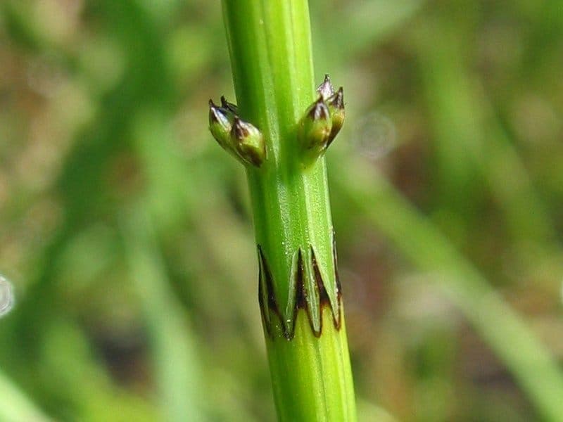 Lidrus (Equisetum palustre) in een natuurtuin met lichtgroene, rietachtige stengels die rechtop staan in vochtige bodem.