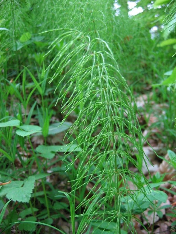 Meadow horsetail displaying characteristic thin, branched stems in moist wetland setting