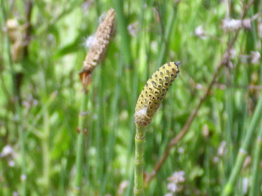 Prêle très rameuse en bordure humide, avec tiges fines et ramifiées, couleur vert tendre