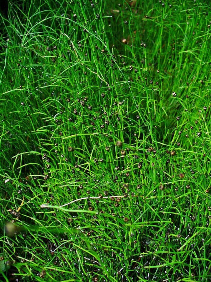 Dwarf scouringrush in a damp, shaded garden setting with moss and ferns
