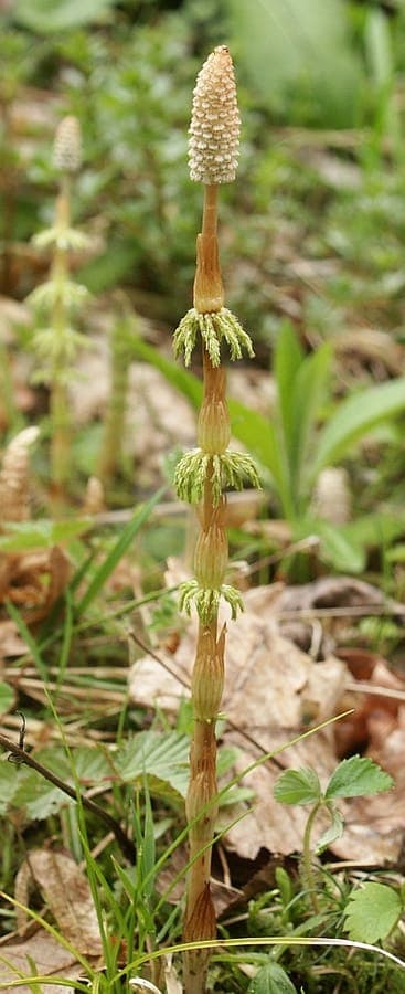 Wood horsetail in a misty forest setting with delicate, branched stems rising from moist ground